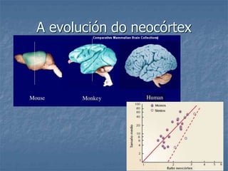 A evolución do neocórtex
 