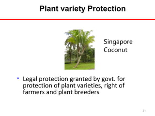 Plant variety Protection

Singapore
Coconut

•

Legal protection granted by govt. for
protection of plant varieties, right of
farmers and plant breeders
21

 