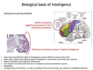 Biological basis of intelligence
Verbal and spatial
juggling many pieces of info
solving new problems
Thickness of cerebral cortex  higher intelligence
• tasks requiring different types of intelligence involve different areas of the brain
• when tasks require more general global intelligence, more areas of the brain are involved
• Global workspace that organizes information
• rats raised in enriched environments  Complex connection between neurons
• Metabolism
• multiple areas of the brain, as well as multiple kinds of functioning, are related to intelligent behavior
Using brain-scanning methods
 