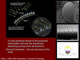 - A cross sectional sketch of the proposedA cross sectional sketch of the proposed
photovoltaic cell over the membranephotovoltaic cell over the membrane
absorbing sunrays from all directions.absorbing sunrays from all directions.
- Derived inspiration – the eye structure of the- Derived inspiration – the eye structure of the
moth.moth.
Gilder J, 2008, MSc Dissertation, University of Reading
 