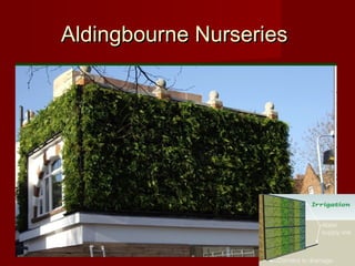 Aldingbourne NurseriesAldingbourne Nurseries
 