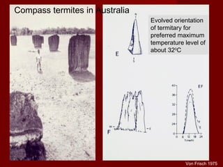 Compass termites in Australia
Evolved orientation
of termitary for
preferred maximum
temperature level of
about 320
C
Von Frisch 1975
 