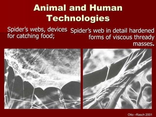 Animal and Human
Technologies
Spider’s webs, devices
for catching food;
Spider’s web in detail hardened
forms of viscous thready
masses.
Otto –Rasch 2001
 