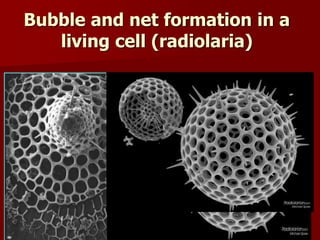 Bubble and net formation in a
living cell (radiolaria)
 