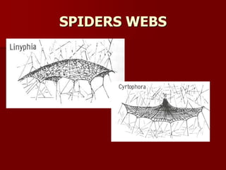 SPIDERS WEBS
 