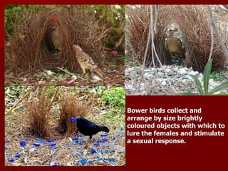 Bower birds collect and
arrange by size brightly
coloured objects with which to
lure the females and stimulate
a sexual response.
 