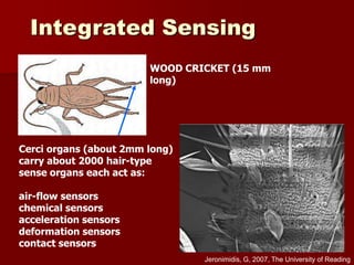 Cerci organs (about 2mm long)
carry about 2000 hair-type
sense organs each act as:
air-flow sensors
chemical sensors
acceleration sensors
deformation sensors
contact sensors
WOOD CRICKET (15 mm
long)
Integrated Sensing
Jeronimidis, G, 2007, The University of Reading
 