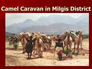 Camel Caravan in Milgis District
 