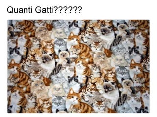Quanti Gatti??????
 