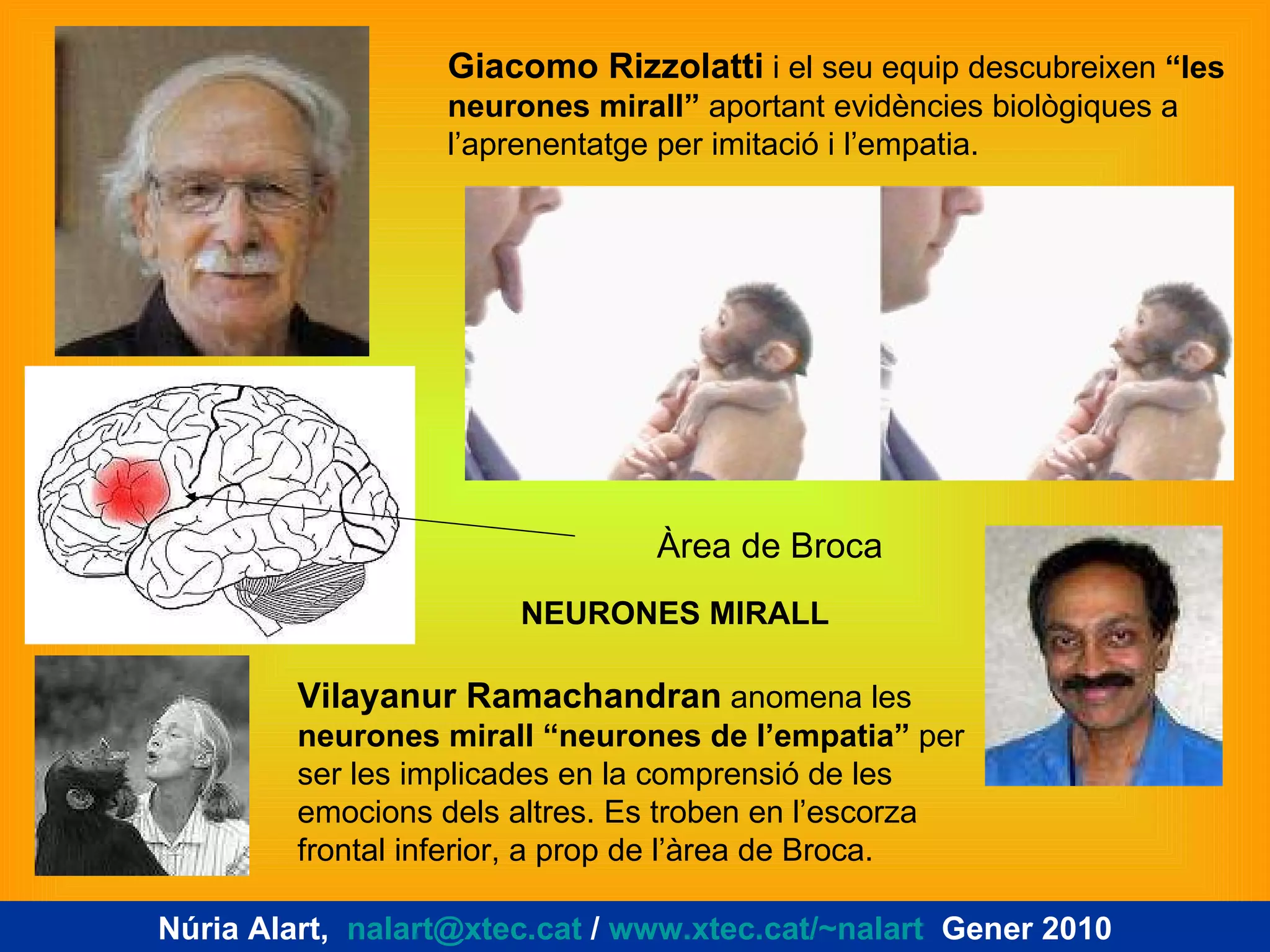 Giacomo Rizzolatti  i el seu equip descubreixen  “les neurones mirall”  aportant evidències biològiques a l’aprenentatge per imitació i l’empatia. Vilayanur Ramachandran  anomena les  neurones mirall “neurones de l’empatia”  per ser les implicades en la comprensió de les emocions dels altres. Es troben en l’escorza frontal inferior, a prop de l’àrea de Broca. Àrea de Broca NEURONES MIRALL Núria Alart,  [email_address]  /  www.xtec.cat/~nalart   Gener 2010 