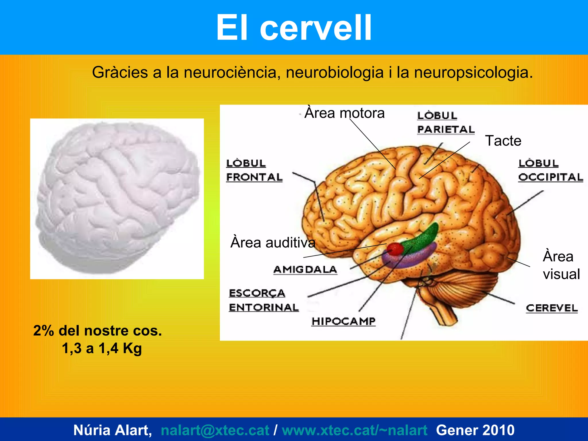 El cervell Gràcies a la neurociència, neurobiologia i la neuropsicologia. 2% del nostre cos.  1,3 a 1,4 Kg Àrea visual Àrea motora Àrea auditiva Núria Alart,  [email_address]  /  www.xtec.cat/~nalart   Gener 2010 Tacte 