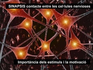 SINAPSIS contacte entre les cel·lules nervioses Importància dels estímuls i la motivació 