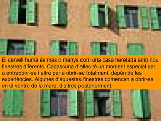 El cervell humà és més o menys com una casa heretada amb nou finestres diferents. Cadascuna d’elles té un moment especial ...