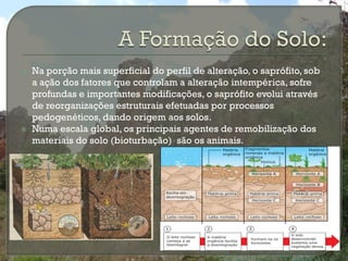    Na porção mais superficial do perfil de alteração, o saprófito, sob
    a ação dos fatores que controlam a alteração intempérica, sofre
    profundas e importantes modificações, o saprófito evolui através
    de reorganizações estruturais efetuadas por processos
    pedogenéticos, dando origem aos solos.
   Numa escala global, os principais agentes de remobilização dos
    materiais do solo (bioturbação) são os animais.
 