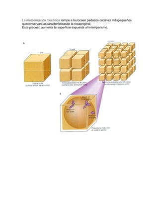 La meteorización mecánica rompe a la rocaen pedazos cadavez máspequeños
queconservan lascaracterísticasde la rocaoriginal.
Este proceso aumenta la superficie expuesta al intemperismo.
 