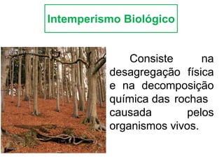 Consiste na
desagregação física
e na decomposição
química das rochas
causada pelos
organismos vivos.
Intemperismo Biológico
 
