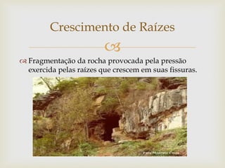 
 Fragmentação da rocha provocada pela pressão
exercida pelas raízes que crescem em suas fissuras.
Crescimento de Raízes
 