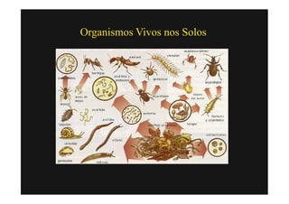 Organismos Vivos nos Solos
 
