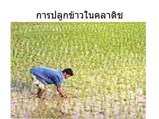 การปลูกข้าวในคลาดิช 