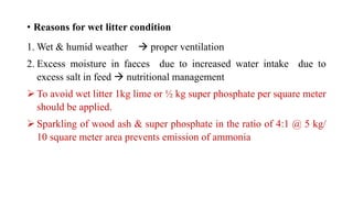 • Reasons for wet litter condition
1. Wet & humid weather  proper ventilation
2. Excess moisture in faeces due to increased water intake due to
excess salt in feed  nutritional management
 To avoid wet litter 1kg lime or ½ kg super phosphate per square meter
should be applied.
 Sparkling of wood ash & super phosphate in the ratio of 4:1 @ 5 kg/
10 square meter area prevents emission of ammonia
 