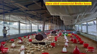 Open sided commercial Broiler house
 