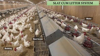 SLAT CUM LITTER SYSTEM
 