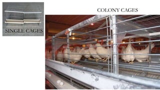 SINGLE CAGES
COLONY CAGES
 