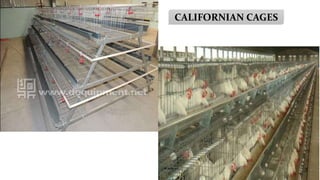 CALIFORNIAN CAGES
 