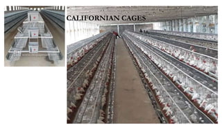 CALIFORNIAN CAGES
 