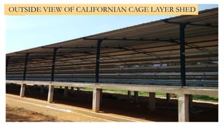 OUTSIDE VIEW OF CALIFORNIAN CAGE LAYER SHED
 