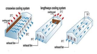 Intensive Housing systems for Poultry.pptx