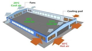 Intensive Housing systems for Poultry.pptx
