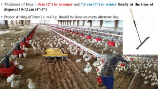• Thickness of litter – 5cm (2”) in summer and 7.5 cm (3”) in winter finally at the time of
disposal 10-12 cm (4”-5”)
• Proper stirring of litter i.e. raking should be done on every alternate day.
 