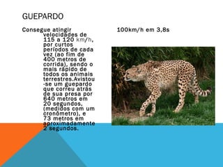 GUEPARDO
Consegue atingir           100km/h em 3,8s
      velocidades de
      115 a 120 km/h,
      por cur tos
      períodos de cada
      vez (ao fim de
      400 metros de
      corrida), sendo o
      mais rápido de
      todos os animais
      terrestres.Avistou
      -se um guepardo
      que correu atrás
      de sua presa por
      640 metros em
      20 segundos,
      (medidos com um
      cronômetro), e
      73 metros em
      aproximadamente
      2 segundos.
 