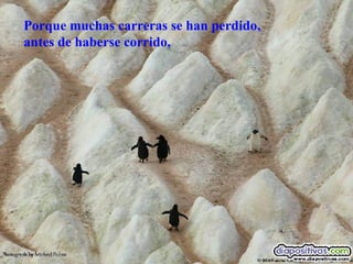 Porque muchas carreras se han perdido, antes de haberse corrido,   