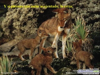 Y si piensas que estás avejentado, lo estás. 