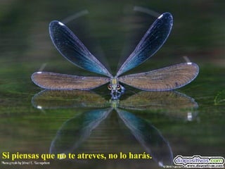 Si piensas que no te atreves, no lo harás. 