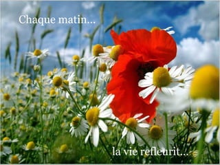 la vie refleurit... Chaque matin... 