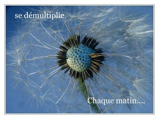 se démultiplie. Chaque matin.... 
