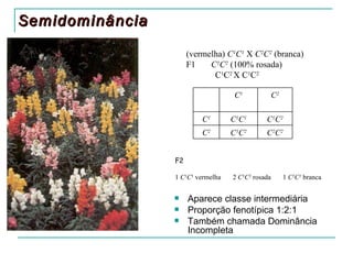 Semidominância
                      (vermelha) C1C1 X C2C2 (branca)
                      F1    C1C2 (100% rosada)
                             C1C2 X C1C2

                                   C1              C2

                          C1       C1C1       C 1C 2
                          C2       C1C2       C 2C 2


                 F2

                 1 C1C1 vermelha   2 C1C2 rosada        1 C2C2 branca


                     Aparece classe intermediária
                     Proporção fenotípica 1:2:1
                     Também chamada Dominância
                      Incompleta
 