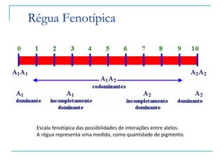 Régua Fenotípica




 Escala fenotípica das possibilidades de interações entre alelos.
 A régua representa uma medida, como quantidade de pigmento.
 