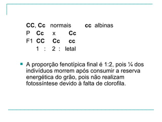 CC, Cc normais        cc albinas
    P Cc x       Cc
    F1 CC Cc cc
       1 : 2 : letal

   A proporção fenotípica final é 1:2, pois ¼ dos
    indivíduos morrem após consumir a reserva
    energética do grão, pois não realizam
    fotossíntese devido à falta de clorofila.
 