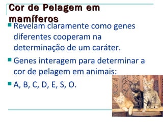 Cor de Pelagem em
mamíferos
 Revelam claramente como genes

  diferentes cooperam na
  determinação de um caráter.
 Genes interagem para determinar a

  cor de pelagem em animais:
 A, B, C, D, E, S, O.
 