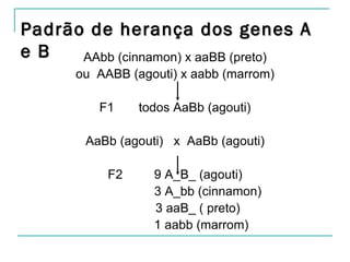 Padrão de herança dos genes A
e B   AAbb (cinnamon) x aaBB (preto)
      ou AABB (agouti) x aabb (marrom)

          F1    todos AaBb (agouti)

        AaBb (agouti) x AaBb (agouti)

           F2      9 A_B_ (agouti)
                   3 A_bb (cinnamon)
                   3 aaB_ ( preto)
                   1 aabb (marrom)
 