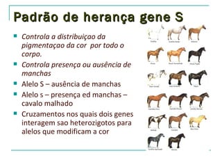 Padrão de herança gene S
   Controla a distribuiçao da
    pigmentaçao da cor por todo o
    corpo.
   Controla presença ou ausência de
    manchas
   Alelo S – ausência de manchas
   Alelo s – presença ed manchas –
    cavalo malhado
   Cruzamentos nos quais dois genes
    interagem sao heterozigotos para
    alelos que modificam a cor
 