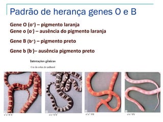 Padrão de herança genes O e B
Gene O (o+) – pigmento laranja
Gene o (o-) – ausência do pigmento laranja
Gene B (b+) – pigmento preto
Gene b (b-)– ausência pigmento preto
 
