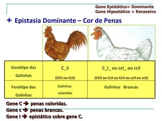 Gene Epistático= Dominante
                                      Gene Hipostático = Recessivo

 Epistasia Dominante – Cor de Penas




  Genótipo das           C_ii              C_I_ ou ccI_ ou ccii
    Galinhas         (CCii ou Ccii)   (CCII ou CcII ou CcIi ou ccII ou ccIi)

  Fenótipo das        Galinhas              Galinhas Brancas
                      coloridas
    Galinhas
Gene C  penas coloridas.
Gene c  penas brancas.
Gene I  epistático sobre gene C.
 
