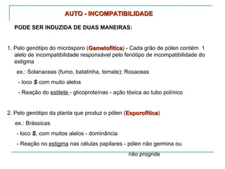 AUTO - INCOMPATIBILIDADE

  PODE SER INDUZIDA DE DUAS MANEIRAS:


1. Pelo genótipo do micrósporo (Gametofítica) - Cada grão de pólen contém 1
                                 Gametofítica
   alelo de incompatibilidade responsável pelo fenótipo de incompatibilidade do
   estigma
   ex.: Solanaceas (fumo, batatinha, tomate); Rosaceas
    - loco S com muito alelos
    - Reação do estilete - glicoproteínas - ação tóxica ao tubo polínico


2. Pelo genótipo da planta que produz o pólen (Esporofítica)
                                               Esporofítica
   ex.: Brássicas
   - loco S, com muitos alelos - dominância
   - Reação no estigma nas células papilares - pólen não germina ou
                                                 não progride
 