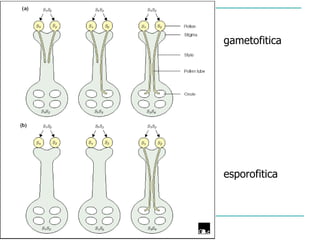 gametofitica




esporofitica
 
