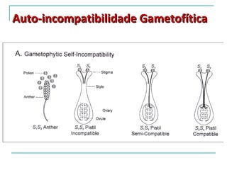Auto-incompatibilidade Gametofítica
 